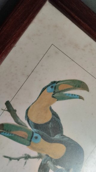 Lote 4 Cuadros Vintage Aves 22x18,5 cm