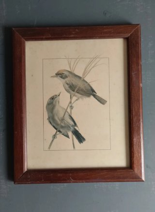 Lote 4 Cuadros Vintage Aves 22x18,5 cm