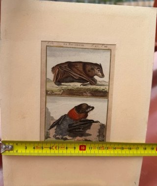 Lámina zoológica histórica de murciélagos