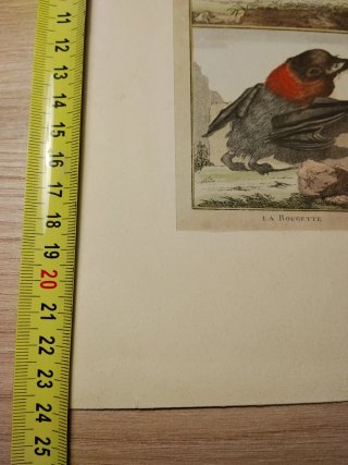 Lámina zoológica histórica de murciélagos
