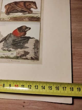 Lámina zoológica histórica de murciélagos