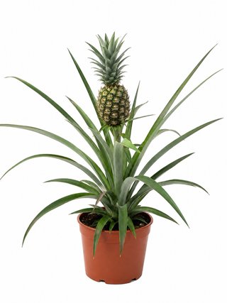 Planta de Piña Bromelia