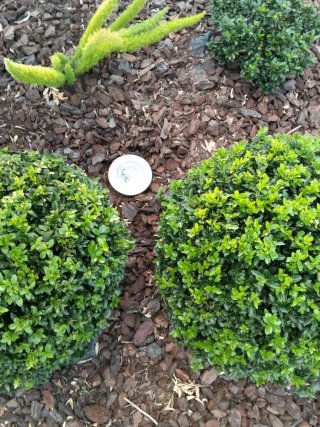 Buxus - Plantas de exterior