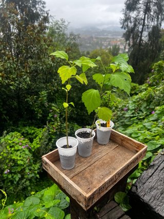 Lote de Plantas para Begoña