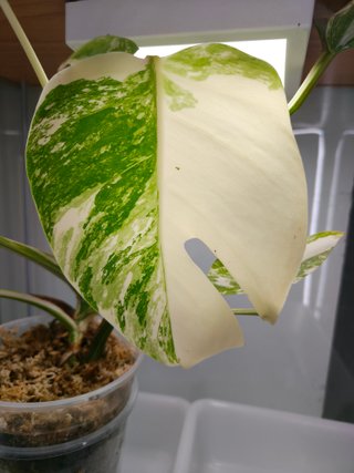 Monstera Deliciosa Abo variegata