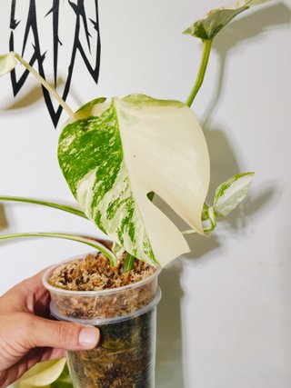 Monstera Deliciosa Abo variegata