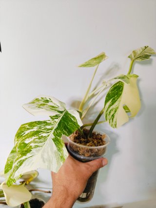 Monstera Deliciosa Abo variegata