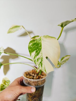 Monstera Deliciosa Abo variegata
