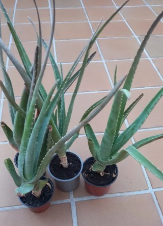 Plantas de Aloe Vera en maceta