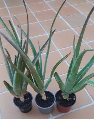 Plantas de Aloe Vera en maceta
