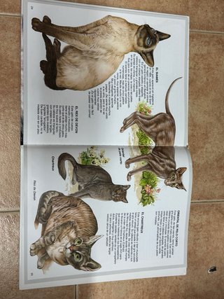 Enciclopedia de Los Gatos