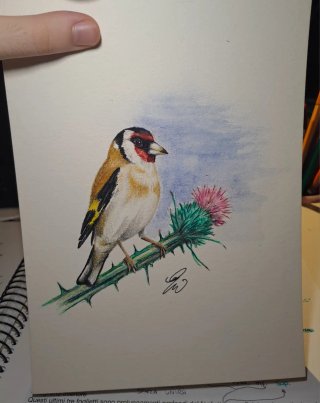 Disegno originale uccellino su fiore di cardo