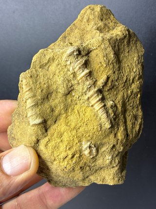 Fosil Turritella Natural