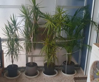 Plantas de interior, jardín y terraza
