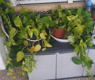 Plantas de interior, jardín y terraza