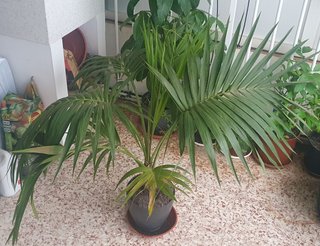 Plantas de interior, jardín y terraza