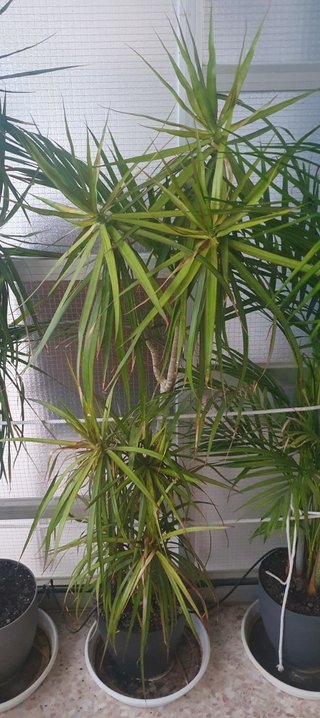 Plantas de interior, jardín y terraza