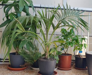 Plantas de interior, jardín y terraza