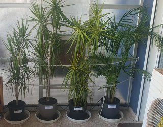 Plantas de interior, jardín y terraza
