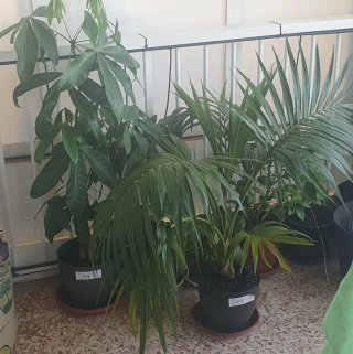 Plantas de interior, jardín y terraza