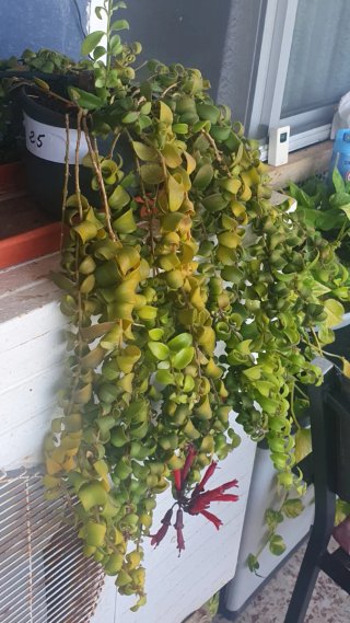 Plantas de interior, jardín y terraza
