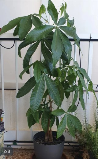 Plantas de interior, jardín y terraza