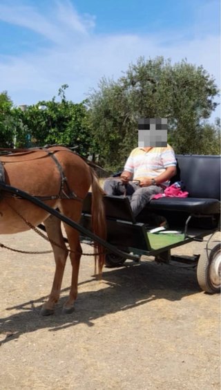 Carreta para burro/mula con frenos