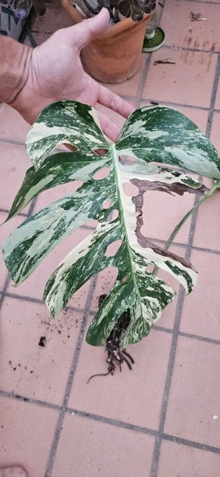 Monstera Deliciosa Albo Variegata