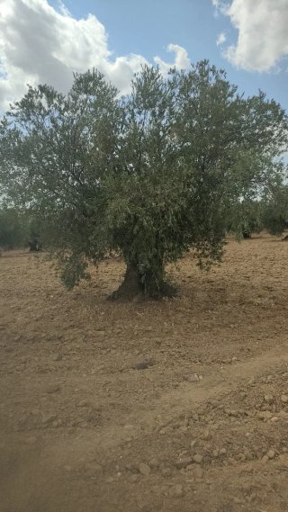 Olivo en Almonacid de Toledo