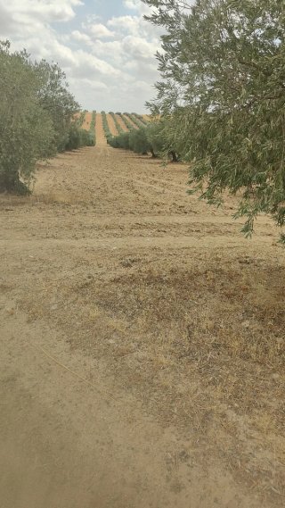 Olivo en Almonacid de Toledo
