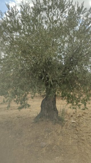 Olivo en Almonacid de Toledo