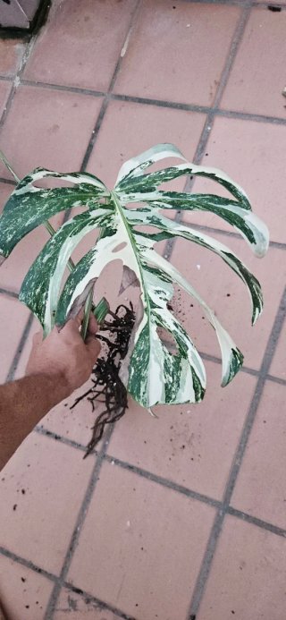 Monstera Albo Variegata