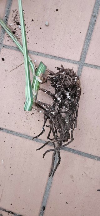 Monstera Albo Variegata