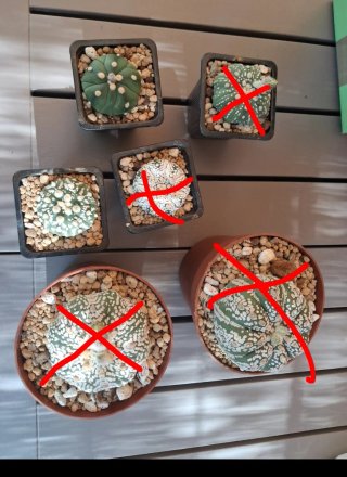 Astrophytum Asterias Kabuto Cactus