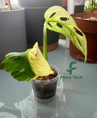 Monstera Adansonii Variegata Planta