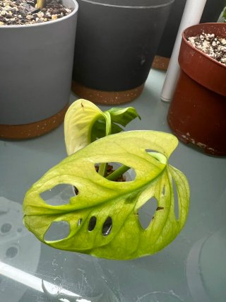 Monstera Adansonii Variegata Planta