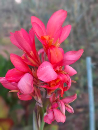 Próximamente!! Plantón Canna South Pacific Rose