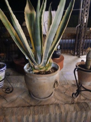 Maceta grande con planta pita