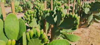 Hoja Chumbera Híbrida