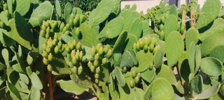 Hoja Chumbera Híbrida