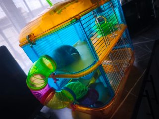 Jaula Hámster 2 Plantas Accesorios