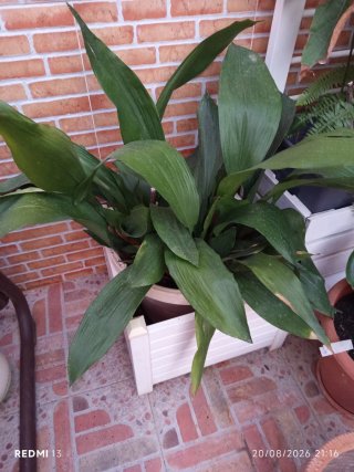 Planta de interior Aspidistra en maceta