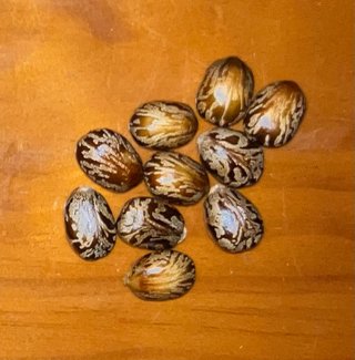 10 Semillas de Ricino