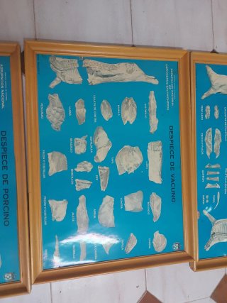 Carteles Carnicería Atrezo
