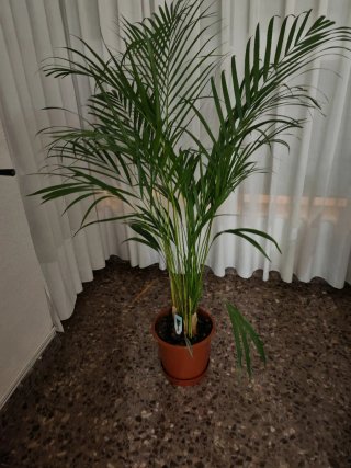 Planta de interior verde