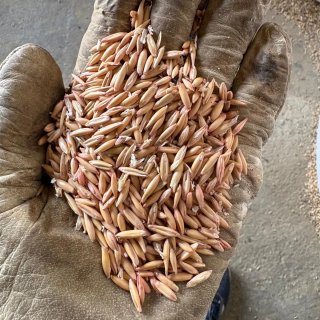 Avena seleccionada para sembrar
