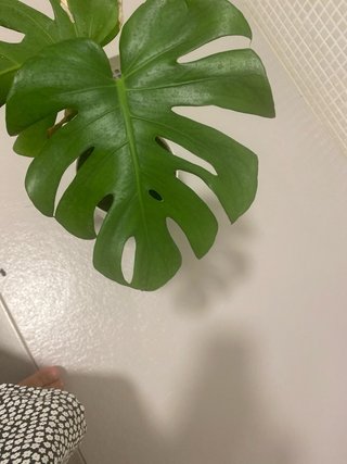 Monstera Costilla de Adán