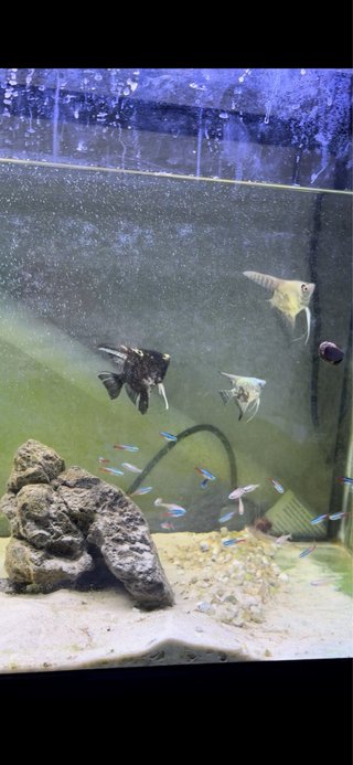 Acuario 110L