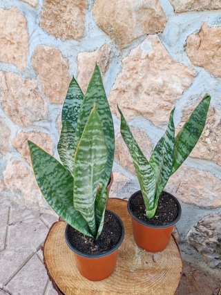 Lote 3 Sansevieria Trifasciata