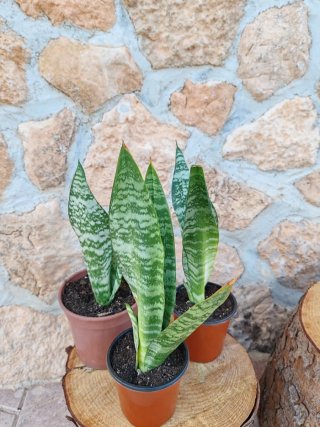 Lote 3 Sansevieria Trifasciata